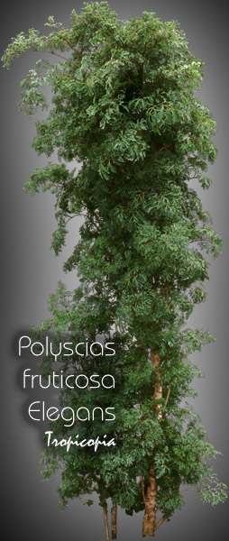 Aralia - Polyscias fruticosa Elegans - Aralia persil, Ming persil - Ming Aralia, Parsley panax